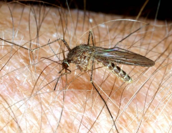 Kings Health Dept. officials announce first West Nile Virus case of season Kings Health Dept. officials announce first West Nile Virus case of season